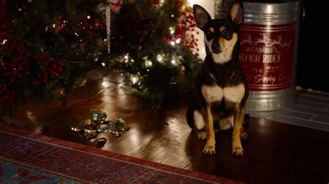 All Is Merry & Bright | Cast