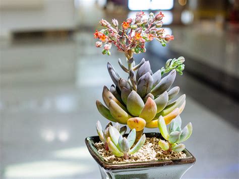 Growing and Caring for Succulents That Look Like Flowers