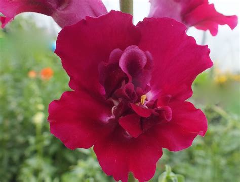 Snapdragon Flower Wallpapers - 4k, HD Snapdragon Flower Backgrounds on ...