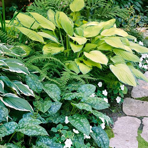 24 Beautiful Perennials for Shade That Are Easy to Grow