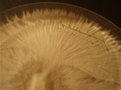 Selektionierung von Myzelsträngen - Tyroler Glückspilze