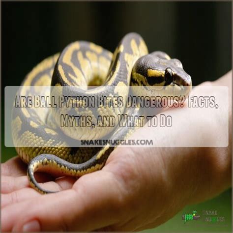 Image result for Ball Python Biting Human