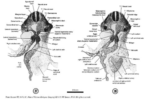 Neural Development Overview: Gasser Fig5-19gs Analysis - Studocu