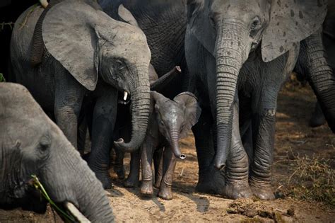 Group of elephants in uganda nature during daylight | Premium Photo