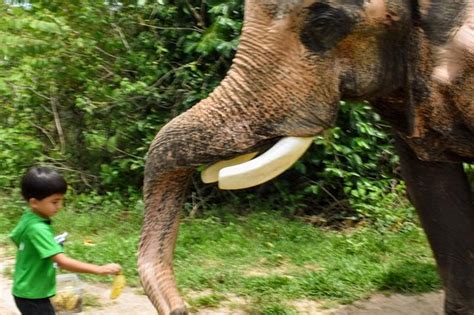 CJ Tropical Tours - Hua Hin | Tripadvisor