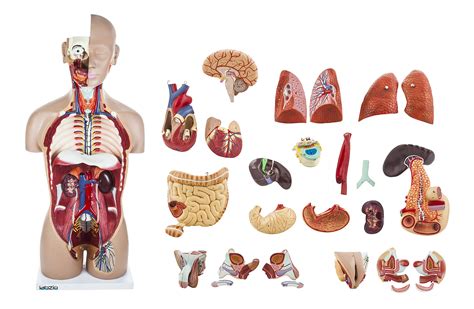 Buy LABZIO PVC Anatomical Life Size Human Torso Model with ...
