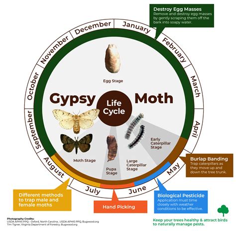 How Do Moth Larvae Survive Predators - Micah-has-Strickland