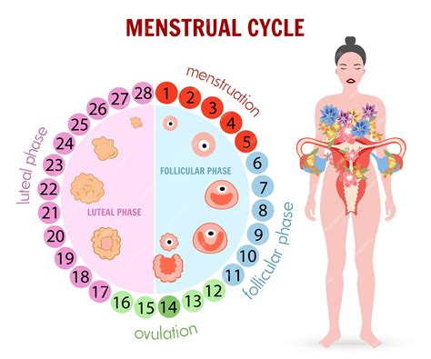 Infografía femenina y etapas del ciclo menstrual en vector | Vector Premium