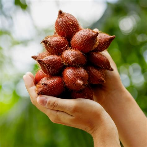 Salak / Snake Fruit - White - Salacca zalacca Fruit Plant – M-Tech Gardens