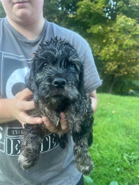 Image result for Cockapoo Dogs for Rehoming