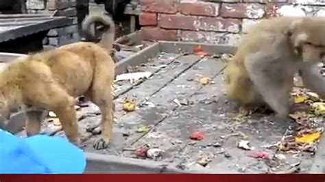 Monkey Mating With Dog