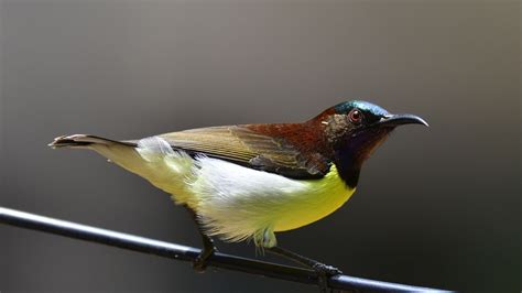 Birds in Mumbai: 11 birds you can spot from your balcony in the city ...