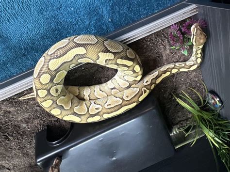 Image result for Ball Python Weights