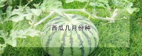 4k西瓜是什么品种 —【发财农业网】