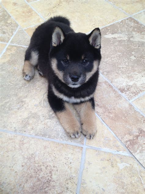 3 Month Old Black and Tan Shiba Inu