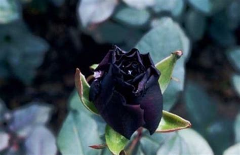 路易十四玫瑰花语和传说 - Miss Chen - 绿手指 - 最专业的养花APP