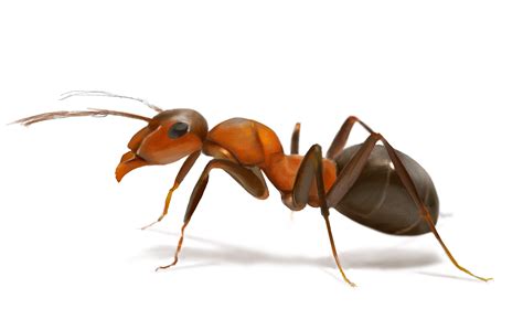 蚂蚁,骄傲,树林蚂蚁,垂直画幅,动物,背景分离,特写,昆虫,背景,动物主题摄影素材,汇图网www.huitu.com