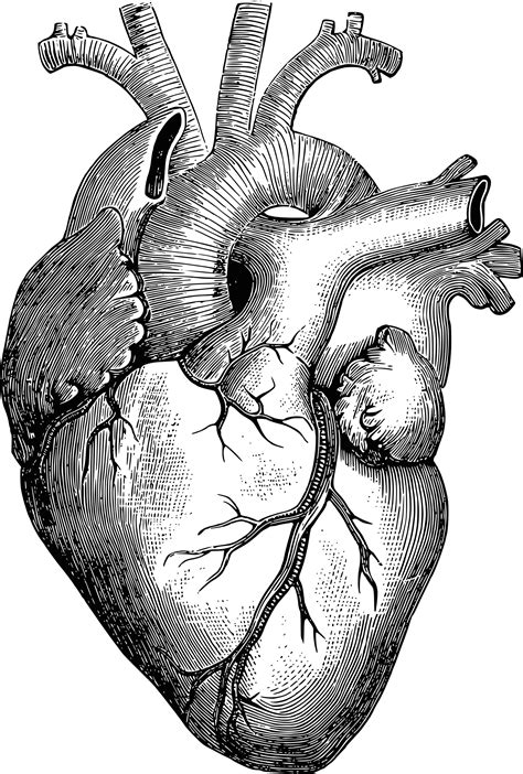 Anatomical Heart Pictures | Heart Diagrams for Learning and Inspiration