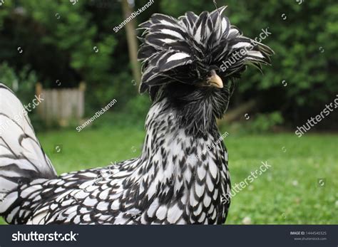 59 Silver laced polish chicken Images, Stock Photos & Vectors ...