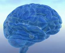 Image result for brains