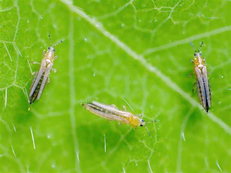 Thrips - treatment and control | Love The Garden