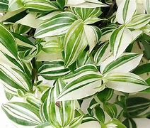 Image result for Tiny Leaves Wandering Jew Plant