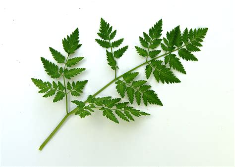 Poison Hemlock Leaves Poison Hemlock Maryland: Where Does It Grow,