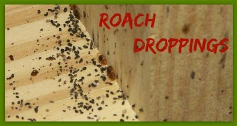 German Cockroach Poop 的图像结果