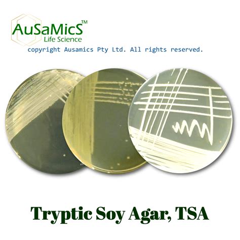 Tryptic Soy Agar, TSA | AuSaMicS