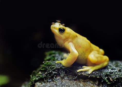 Image result for Yellow Tree Frog