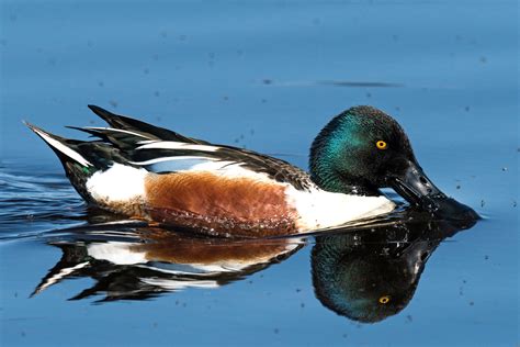 Shoveler Duck