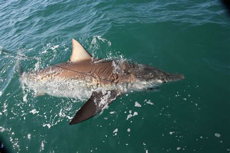Bronze Whaler Shark