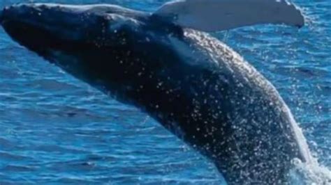 ਨਿਊਜ਼ੀਲੈਂਡ 'ਚ ਮਿਲੀ ਦੁਨੀਆ ਦੀ ਸਭ ਤੋਂ ਦੁਰਲੱਭ ਵ੍ਹੇਲ, ਅੱਜ ਤੱਕ ਕਿਸੇ ਨੇ ਜ਼ਿੰਦਾ ...