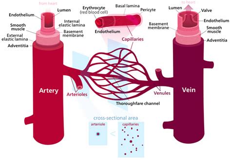 Vascular resistance definition, systemic vascular resistance ...