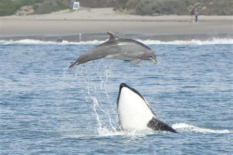 Dramatic photos show orcas hunting dolphins off California coast