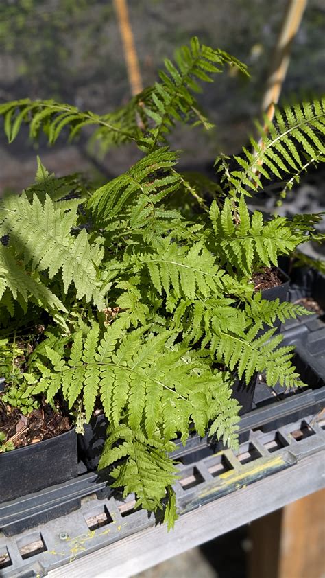 Onoclea struthiopteris (Ostrich fern) – Carolina Habitats