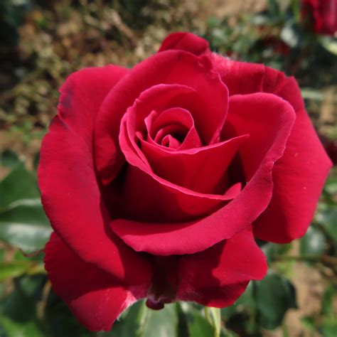 The Best rose | Thornless Red Hybrid Tea rose | Style Roses