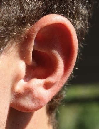 Image result for Example of Echoic Behavior