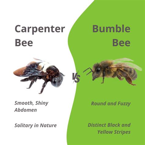 Bumble Bee vs Carpenter Bee? Why the Difference Matters - All South ...