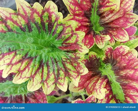 Coleus is a Genus of Annual or Perennial Herbs or Shrubs. Ornamental ...