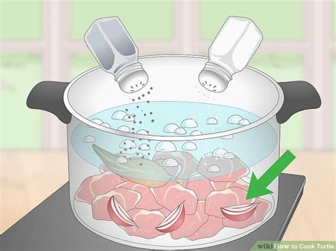 Image result for Cook Turtle