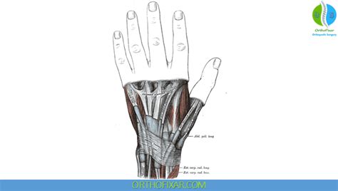 Image result for Extensor Digitorum Communis