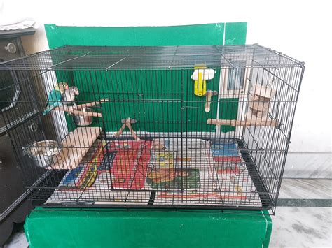 KUTKUT 8 PCS Natural Wood Bird Perch Stand-Wooden Parrot, Perch Stand ...