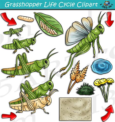 Grasshopper Life Cycle Clipart Set Download - Clipart 4 School