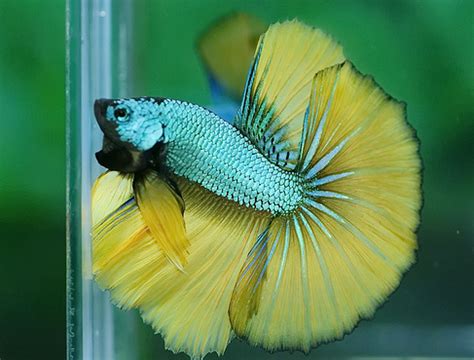 Image result for Betta Fish Compatibility