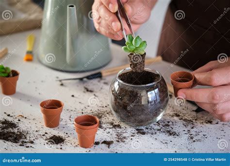 Man& X27;s Hands Using Tweezers To Repot a Mini Little Jewel Succulent ...