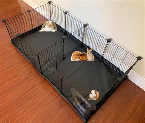How Big Are Dwarf Guinea Pigs at Thomas Lintz blog