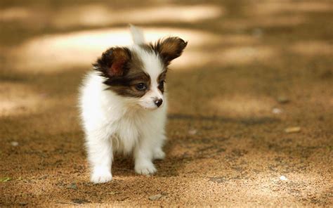 世界上最可爱的小狗叫什么？（最好带图片）_360问答
