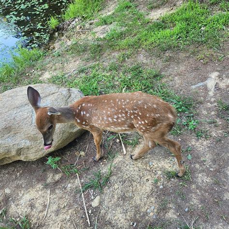 HOCKING HILLS FRONTIER LOG CABINS (Laurelville) - Campground Reviews ...