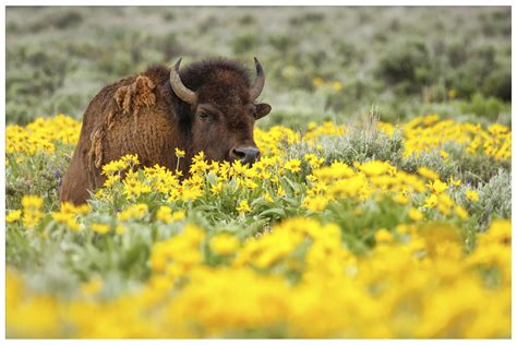 Yellowstone Wildlife Animals
